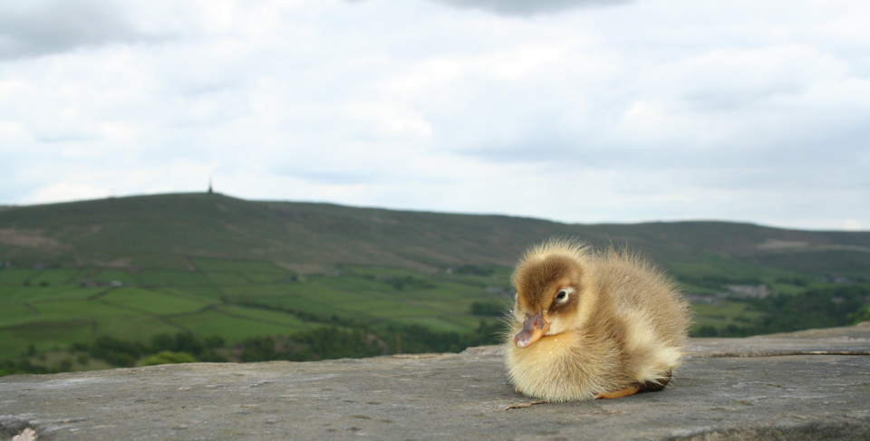 Views of Stoodley Pike from Whiteley Royd Farm, holiday accommodation, Hebden Bridge