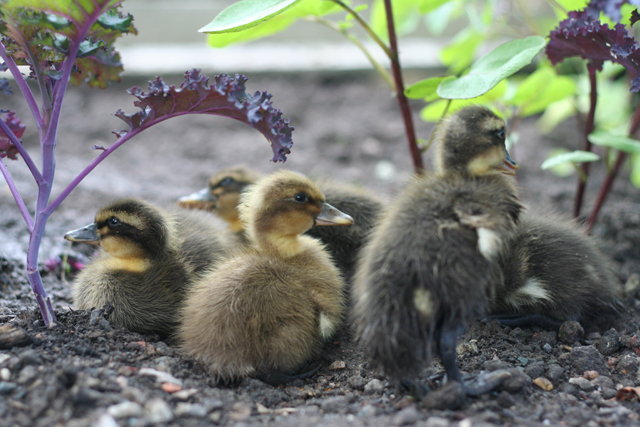 Ducklings in the veg patch, Whiteley Royd Farm, Hebden Bridge