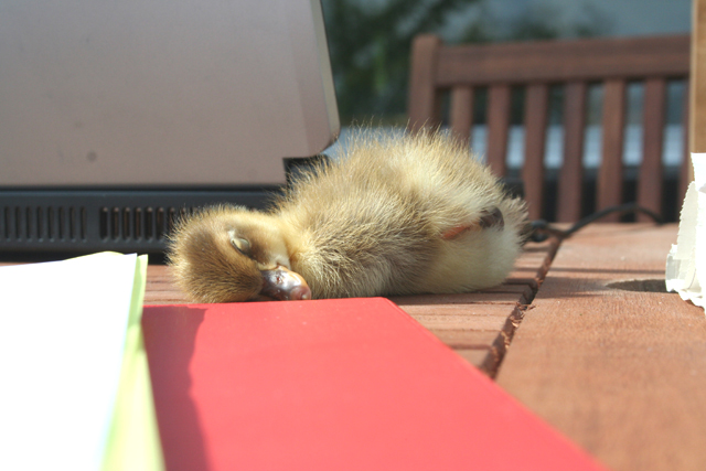 Duckling sleeping on table, Whiteley Royd Farm, Hebden Bridge